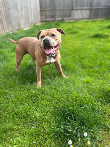 KC Registered Red / Fawn Staffy Stud
