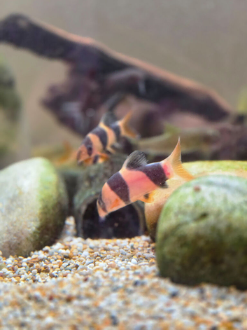 4x Clown Loaches