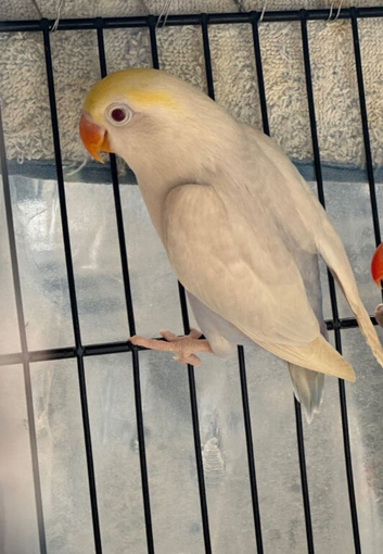 Lovebirds