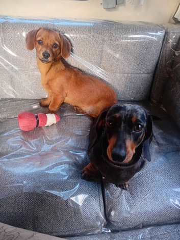 Dachshund cross chihuahua