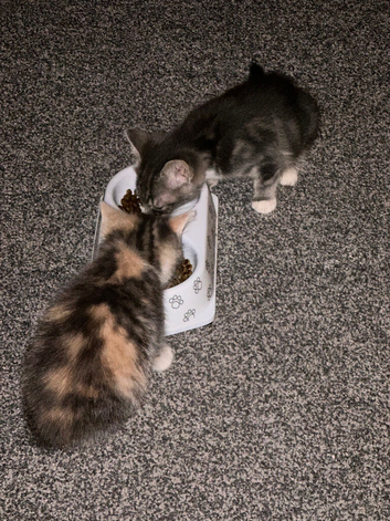 Beautiful kittens available