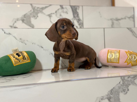 Ready now. 1 little girl left. KC mini dachshunds