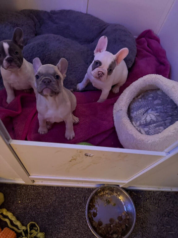 Comical and Fun French Bulldog Puppies For Sale