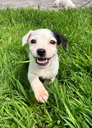 Jack Russell puppies