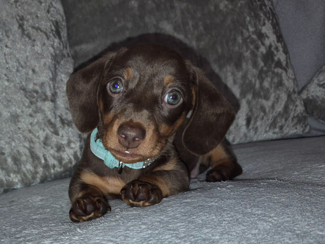 Kc registered miniature dachshund pupoys
