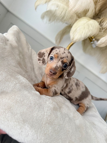 Beautiful Miniature Dachshund