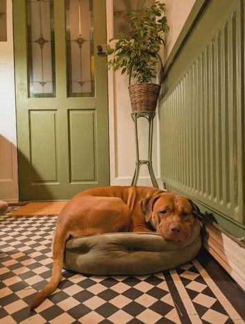 4yr old Staffordshire bull terrier x Amstaf