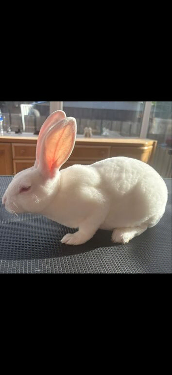Standard Rex buck (ermine)