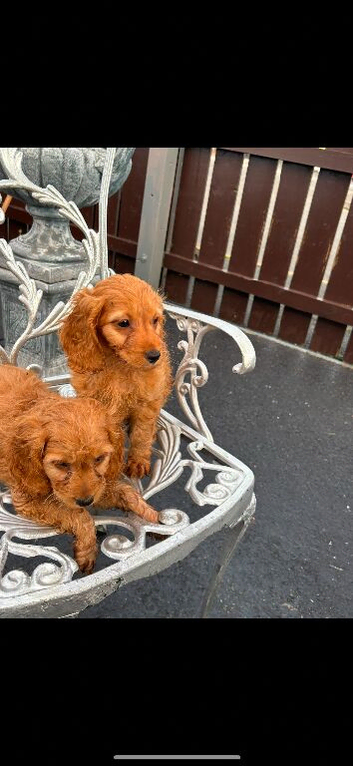 cavapoo pups