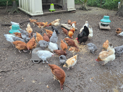 Pullets Various breeds at Point of Lay