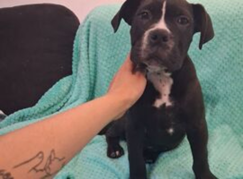 Black and White Cryptic Merle Cane Corso x Alapaha Blue Blood Bulldog Puppies