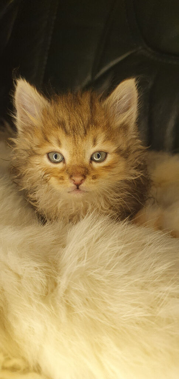 Siberian black golden kittens