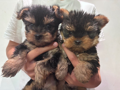 TOY SIZE YORKSHIRE TERRIER BOYS