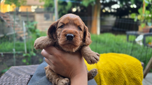 Cockapoo Puppy Girl Extensive Health Tested