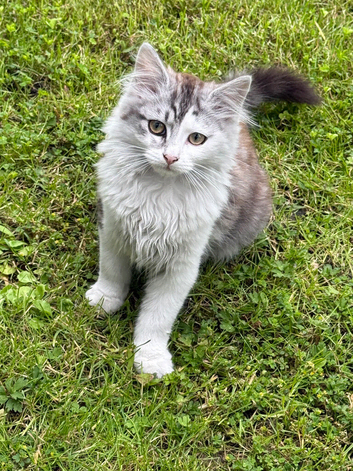 Beautiful Maine Coon Kittens for Sale