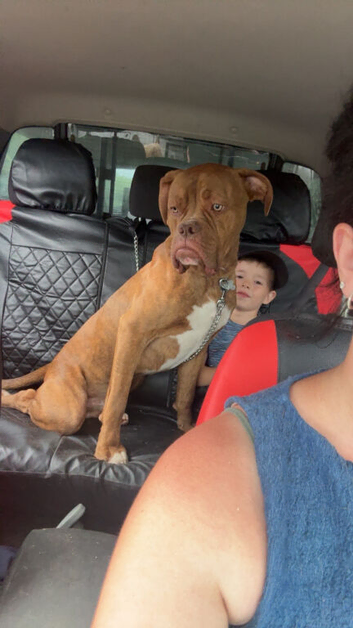 Boxer x American bull dog