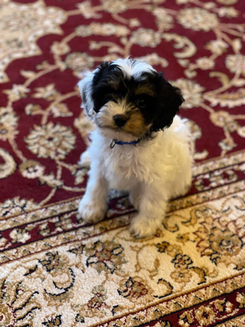 F1 cavapoos.
