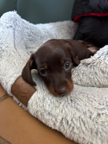 1 girl left! Beautiful KC smooth mini dachshund puppies