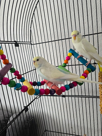Male and female.budgies forsale