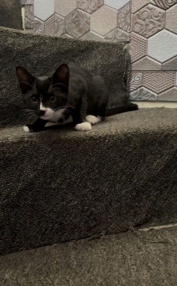 Kitten CiCi
