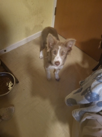 Lilac female border collie