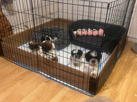 5 shorkies for sale