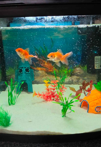2 fantails and 2 ramshorn snails and tank