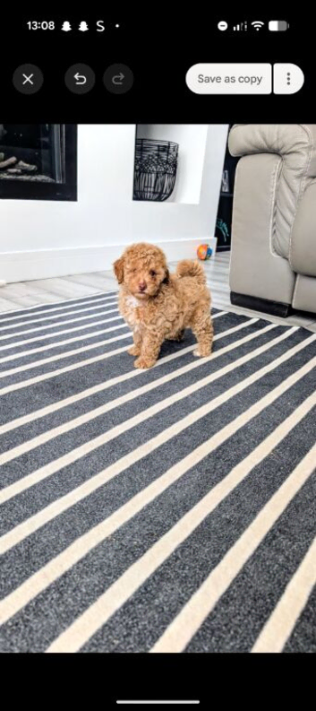 Toy poodle