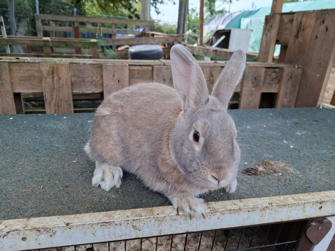 7 month old bunny with indoor cage