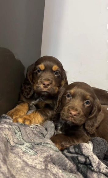 Cocker spaniel puppies