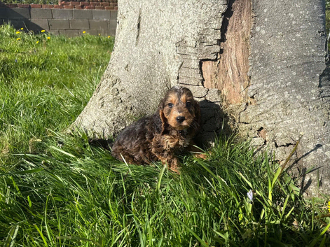 Stunning cockapoo puppy boy available ready now