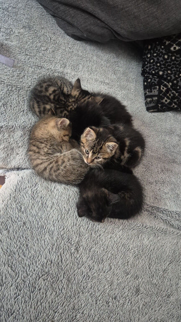 Kittens