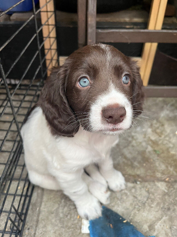 Spaniel X cocker puppies