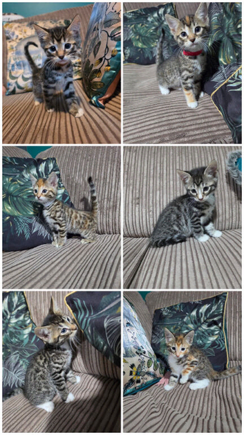 Bengal X DLH kittens