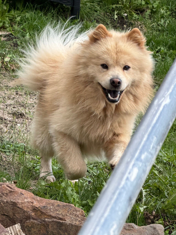 Mixed Pomeranian chow chow