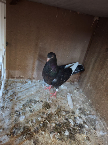 Fancy pigeons available
