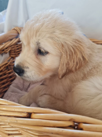 Ready now 2 beautiful girls left golden retriever