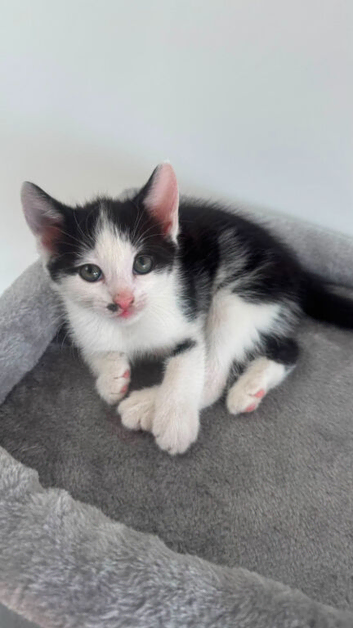 2 kittens for sale