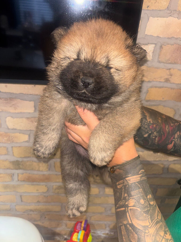 Chow chow puppies for sale