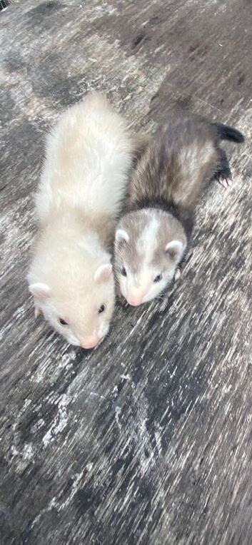 Ferrets