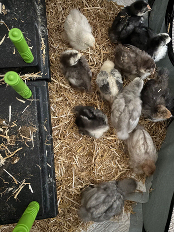 11 Pekin chicks
