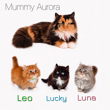 Rare Munchkin Minuet (Persian Munchkin) Kittens