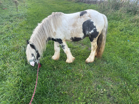 Turbo. Ride & Drive Child Safe Pony