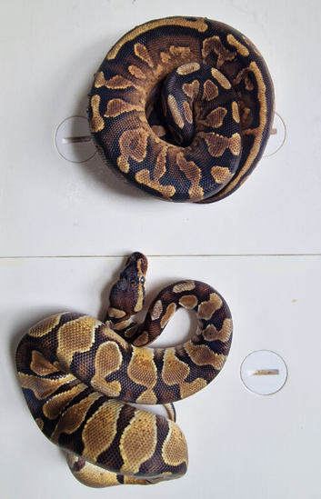 Royal pythons for sale