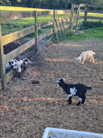 Pygmy kids