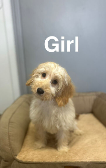Caramel beautiful litter of cockapoo puppies