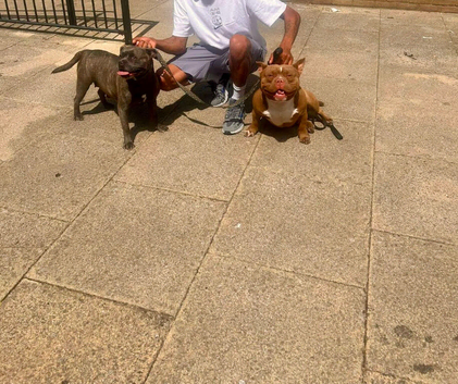 Staff cross micro pocket bully pups