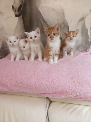 Turkish Angora mix kittens