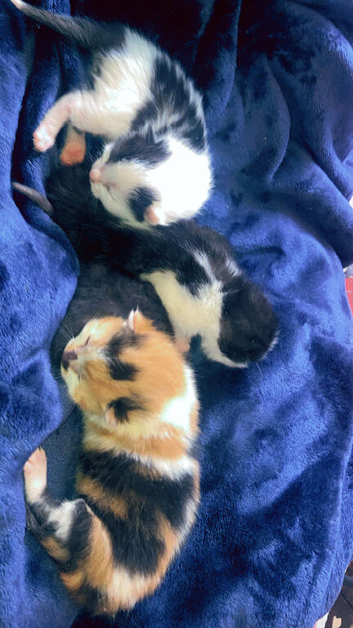 3 beautiful kitten ready 25 of June