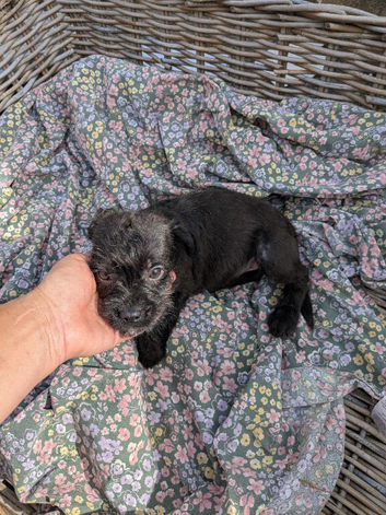 French bulldog mixed terrier
